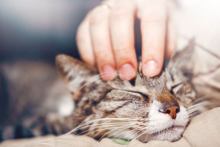 A Cat's Purr Can Heal Broken Bones
