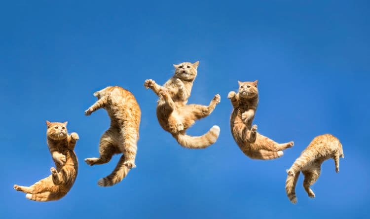 Why Cats Always Land on Their Feet