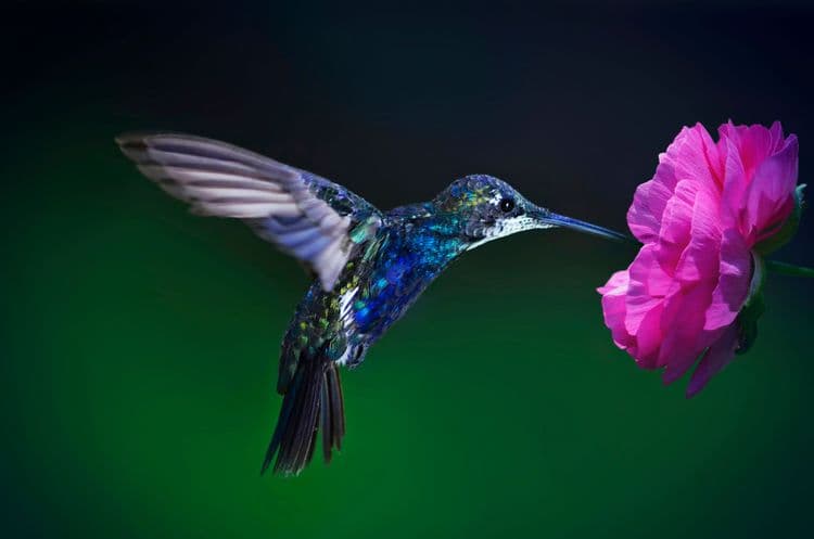 Hummingbirds Remember Every Single Flower They've Visited